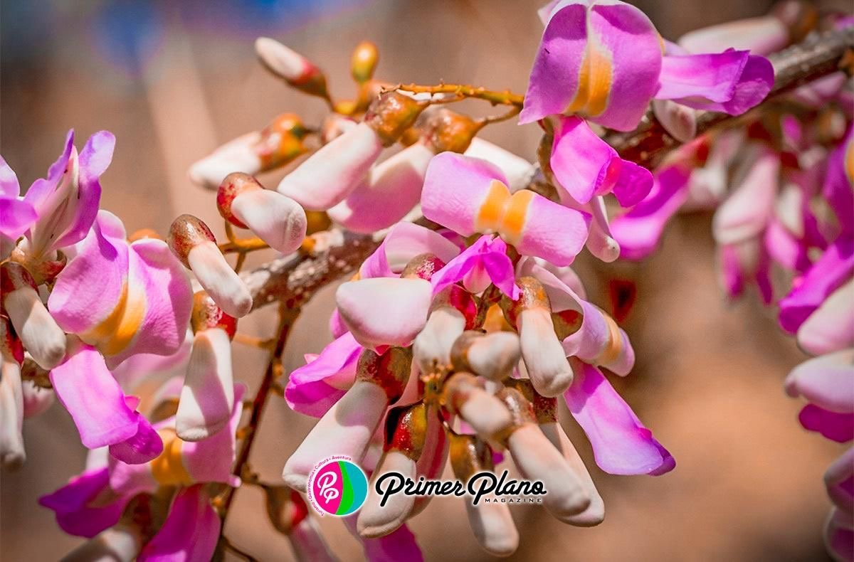 La Flor de Cuchunuc, Ingrediente Tradicional en la Gastonomía Zoque