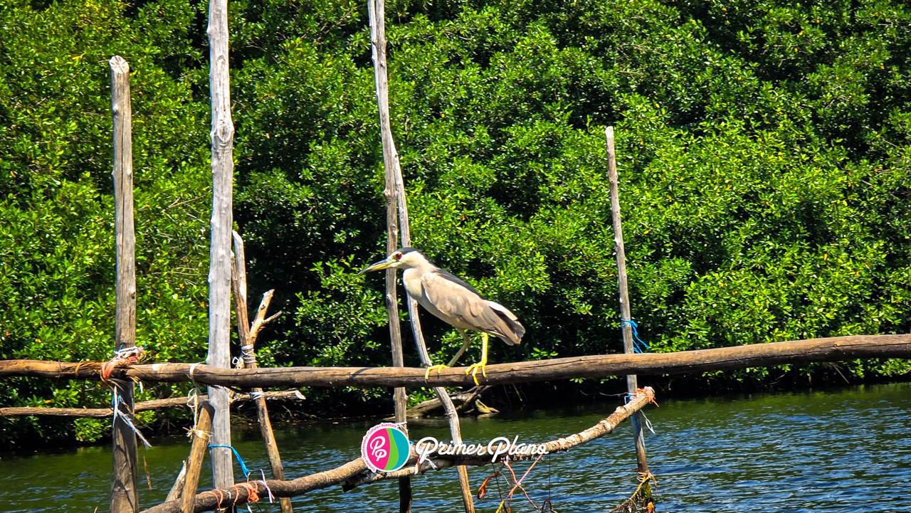 Chiapas es un Destino Ideal para el Avistamiento de Aves