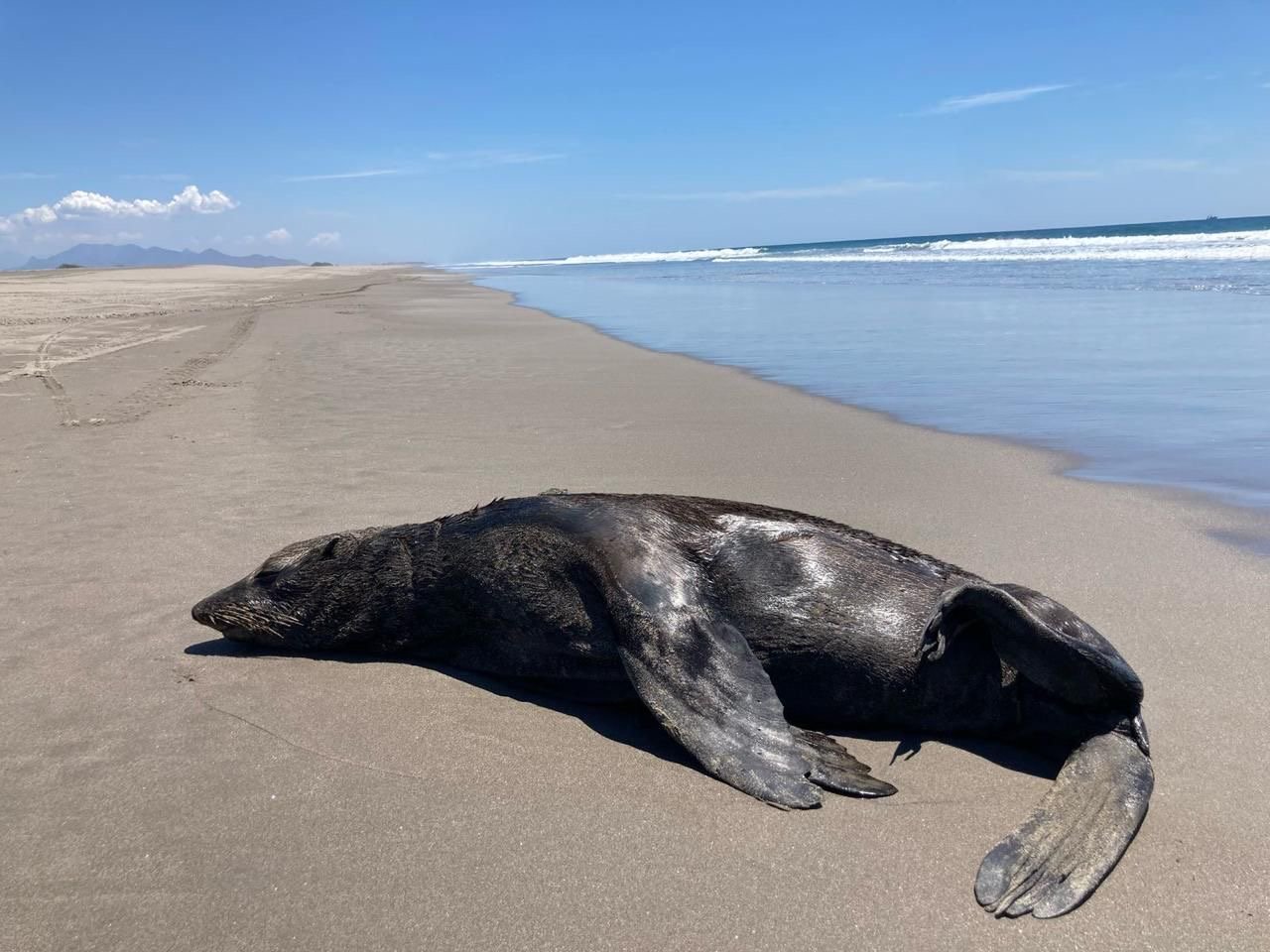Lobo marino continúa su descanso en las costas de Chiapas