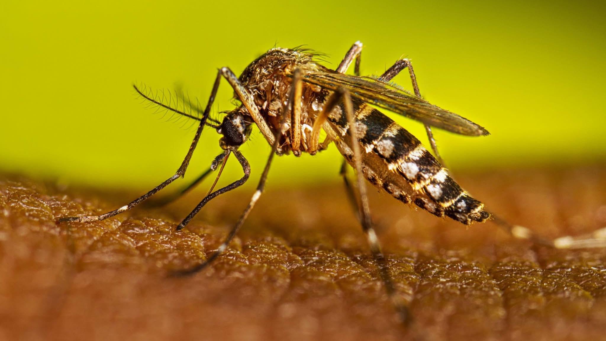 Reporta la Secretaría de Salud dos decesos por dengue en Chiapas; la entidad se ubica en el sexto lugar de la tabla nacional con más casos