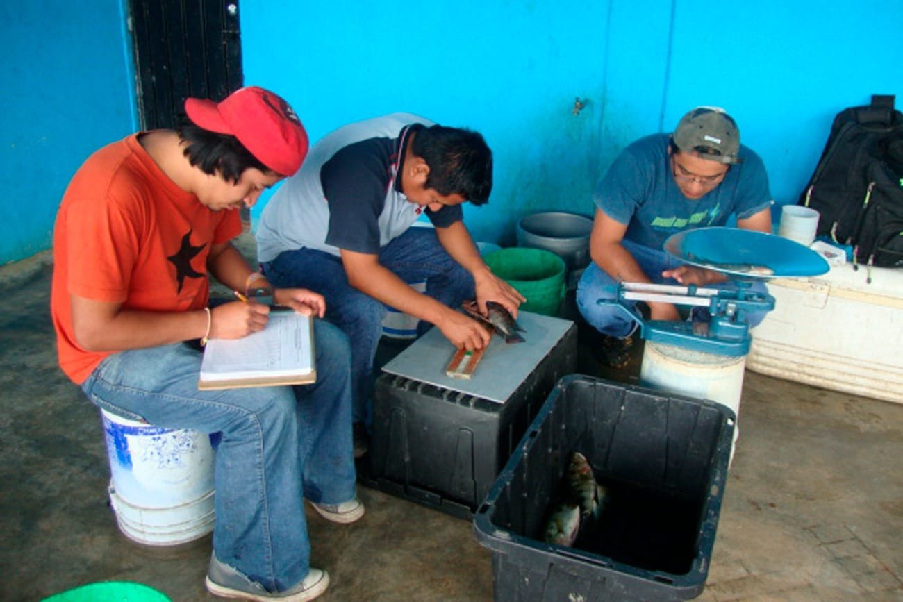 Retribuye UNICACH conocimiento sobre peces de MalpasoMás de una década de investigación para la sostenibilidad pesquera